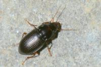 Amara bifrons