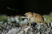 Curculio elephas
