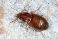 Bradycellus verbasci