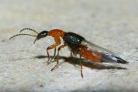 Paederus riparius