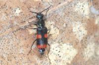 Anthocomus fasciatus