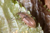 Phyllobius pyri