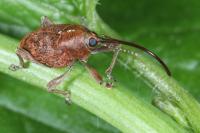 Curculio glandium