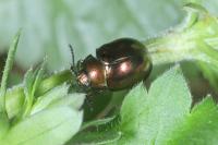 Chrysolina polita