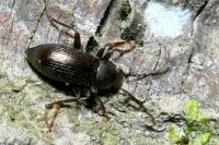 Stenomax aeneus