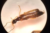 Rhagonycha lignosa