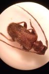 Exocentrus adspersus