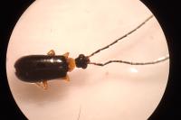 Luperus flavipes