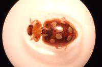 Myrrha octodecimguttata