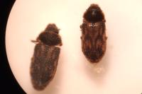 Heterocerus fenestratus