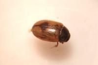Cercyon unipunctatus