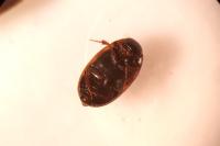 Cercyon unipunctatus