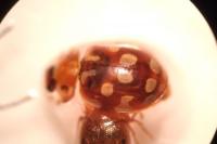 Myrrha octodecimguttata