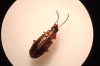 Stenolophus