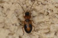 Badister bullatus