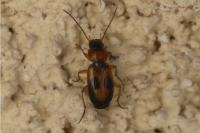 Badister bullatus