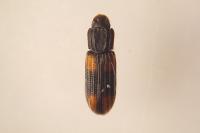 Bitoma crenata
