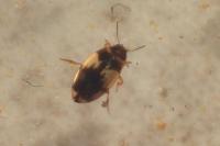 Hydroglyphus geminus