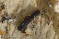 Colydium elongatum
