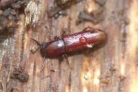 Corticeus unicolor
