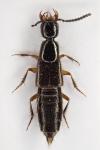 Bisnius fimetarius