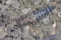 Ontholestes murinus