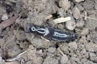 Philonthus splendens