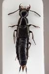 Philonthus tenuicornis