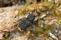 Platyrhinus resinosus