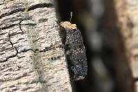 Platyrhinus resinosus