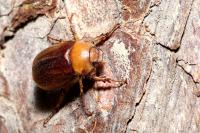Rhizotrogus aestivus