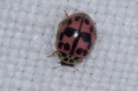 Oenopia conglobata