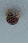 Oenopia conglobata