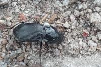 Abax parallelepipedus