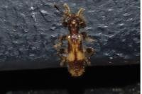 Opilo mollis