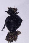 Eurymeloe rugosus