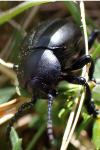 Timarcha tenebricosa
