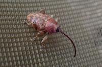 Curculio nucum