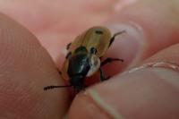 Dendroxena quadrimaculata