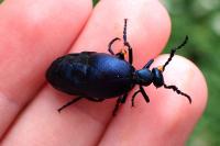 Meloe violaceus