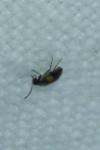 Anaspis fasciata