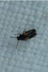 Anaspis fasciata