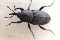 Sphenophorus striatopunctatus