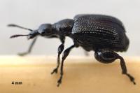 Deporaus betulae