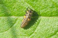 Coccinella septempunctata