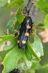 Ptosima undecimmaculata