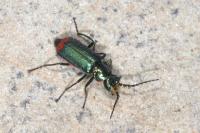 Malachius bipustulatus
