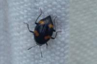 Scaphidium quadrimaculatum