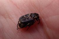 Valgus hemipterus