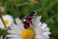Trichodes alvearius